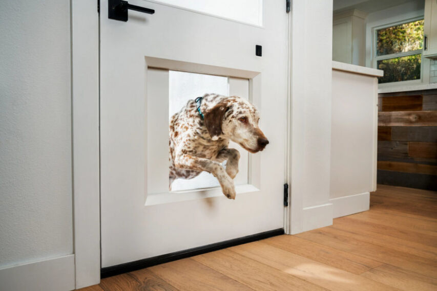 Shot 14 Dog Door Jumping Inside 042 r3 e1610374517739